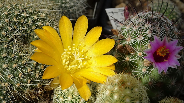 DSC09277Rebutia marsoneri