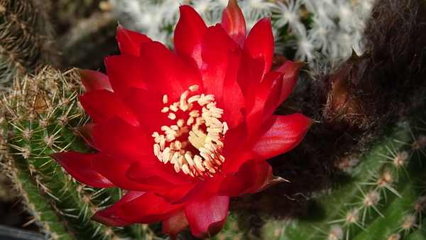 DSC09279Chamaecereus Lincoln Warpaint