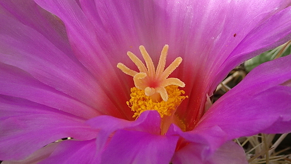 DSC09281Thelocactus bicolor spp. bolaensis