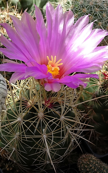 DSC09280Thelocactus bicolor spp. bolaensis