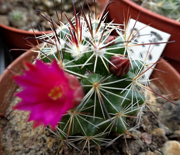 Mammillaria limonensis