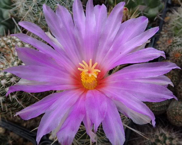 DSC09290Thelocactus bicolor spp. bolaensis