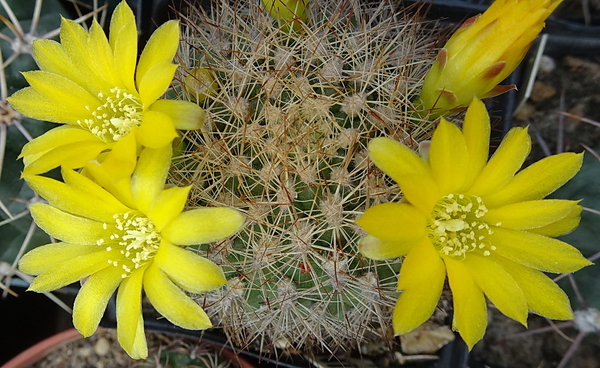 DSC09291Weingartia lanata