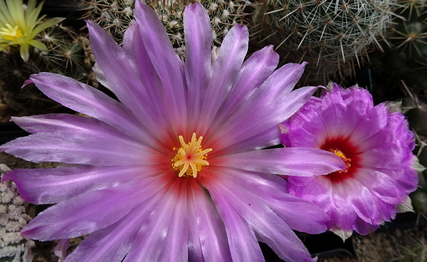 DSC09296Thelocactus bicolor spp. bolaensis