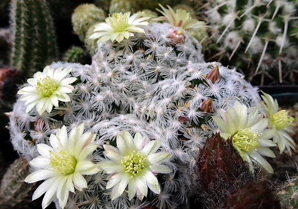 DSC09297Mammillaria crinita ssp. duweii