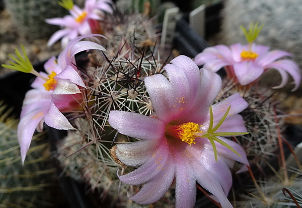 DSC09298Mammillaria sheldonii