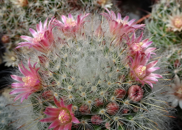 DSC09299Mammillaria bocasana ssp. roseiflora