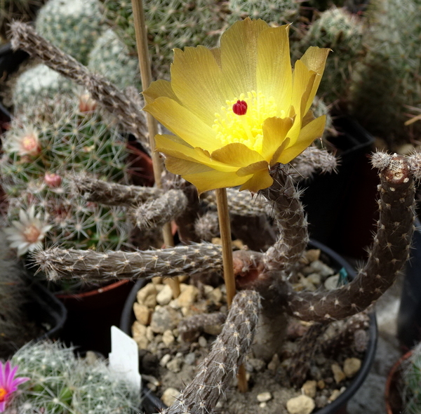 DSC09301Pterocactus tuberosus