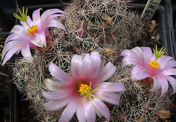 DSC09303Mammillaria sheldonii