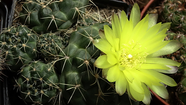 DSC09308Gymnocalycium andreae grandiflorum