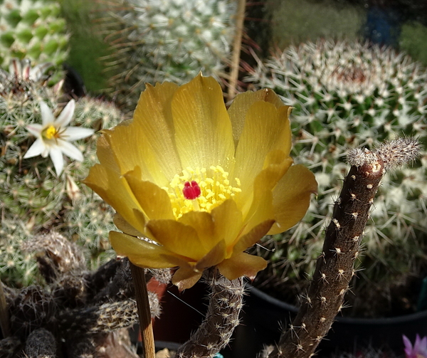 DSC09312Pterocactus tuberosus