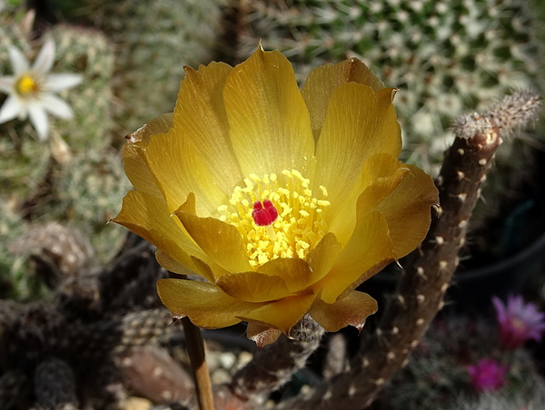 DSC09313Pterocactus tuberosus