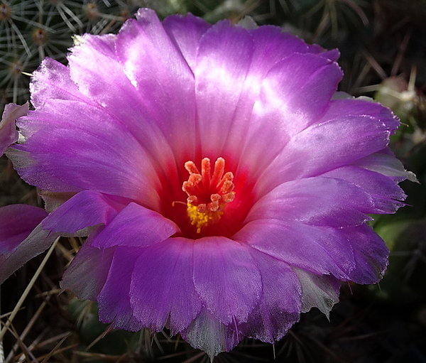 DSC09315Thelocactus bicolor