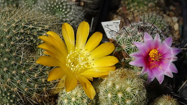 DSC09314Rebutia marsoneri