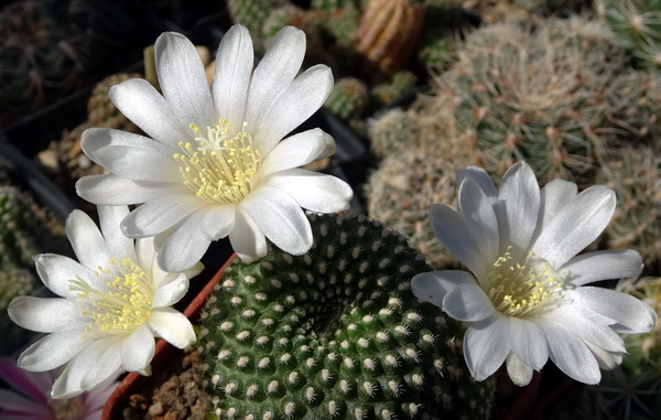 DSC09316Rebutia krainziana v. albiflora