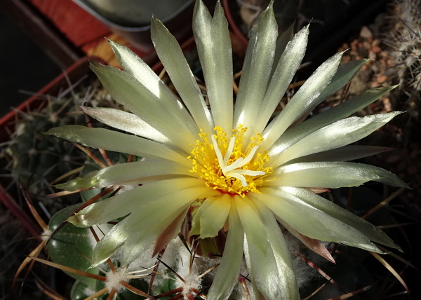 DSC09317Coryphantha sulcolanata