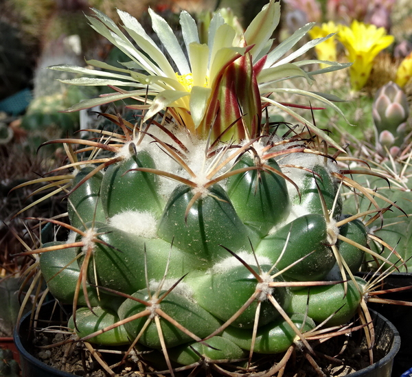 DSC09318Coryphantha sulcolanata