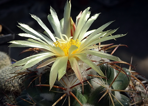 DSC09323Coryphantha sulcolanata