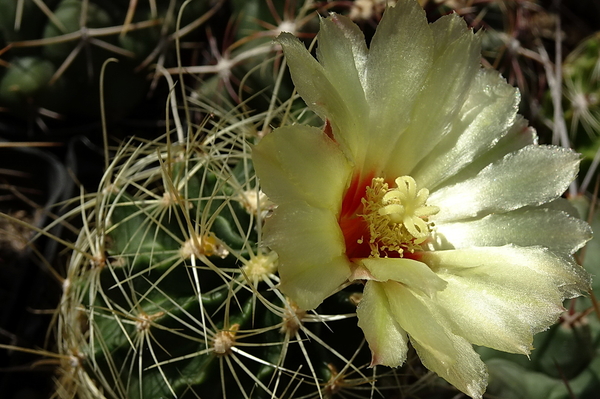 DSC09325Thelocactus setispinus var. setaceus