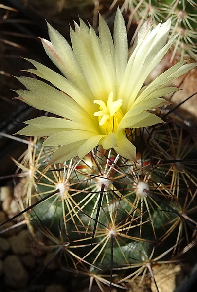 DSC09326Coryphantha nickelsiae