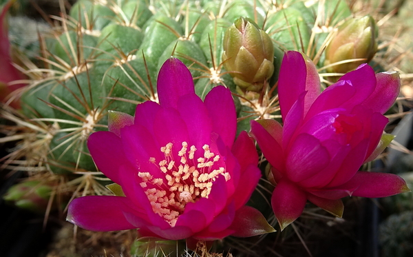 Sulcorebutia pampagrandensis