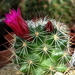 Mammillaria fittkaui ssp. limonensis