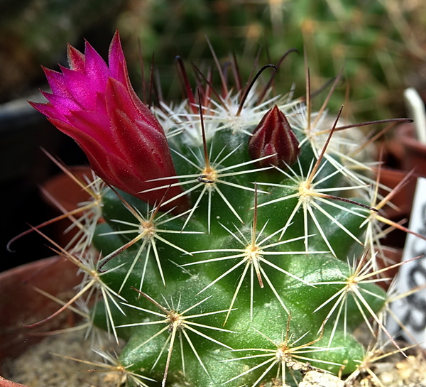 Mammillaria fittkaui ssp. limonensis