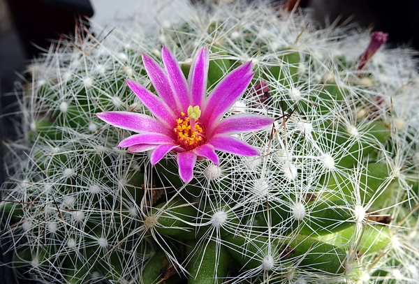 DSC09330Mammillaria kraehenbuehlii