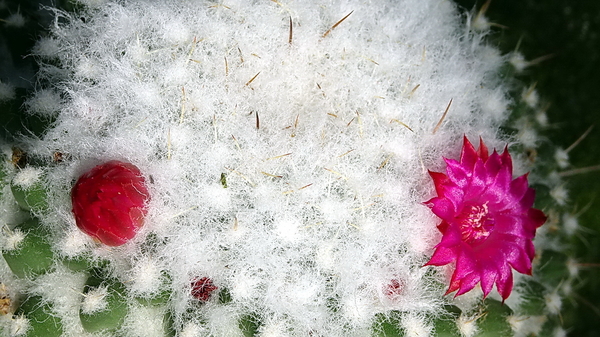 DSC09332Mammillaria polythele v. inermis