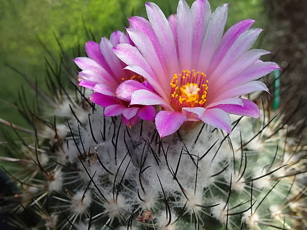 DSC09331Turbinicarpus roseiflorus