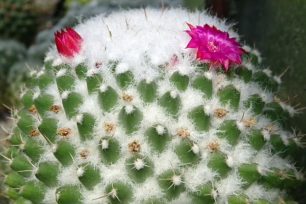 DSC09333Mammillaria polythele v. inermis