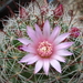 DSC09495Mammillaria fittkaui