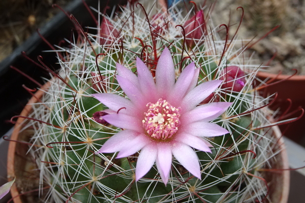 DSC09495Mammillaria fittkaui