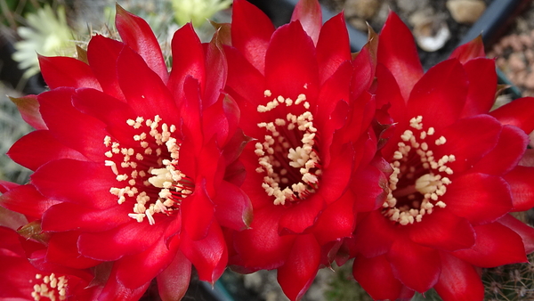 DSC09498Chamaecereus Lincoln Warpaint