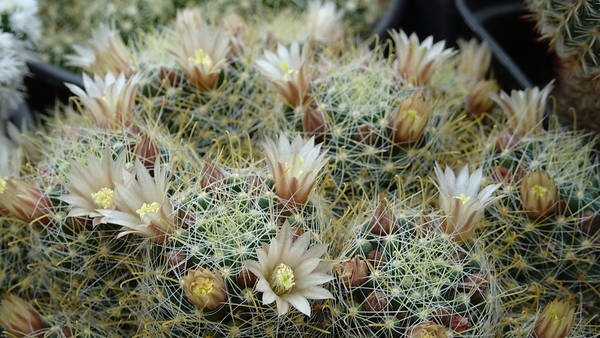 DSC09497Mammillaria crinita ssp. wildii