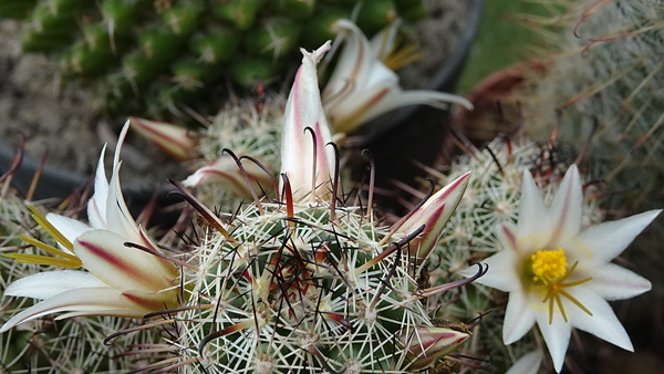 DSC09499Mammillaria hutchisoniana ssp. louisae