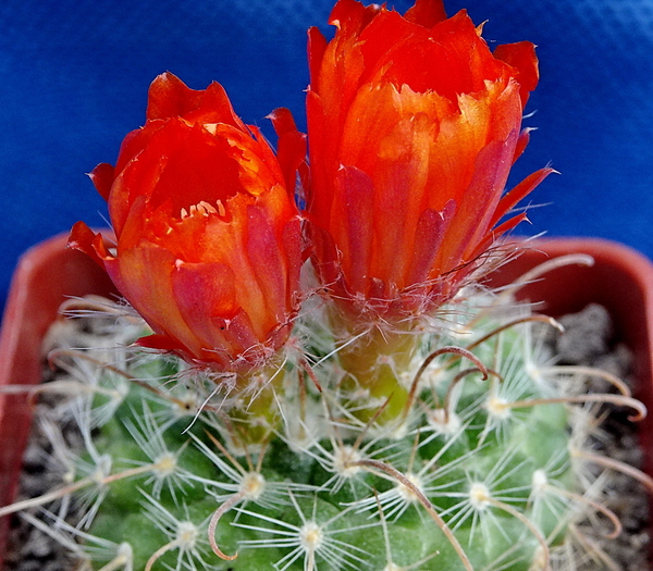 DSC09501Parodia weberiana TB420.1