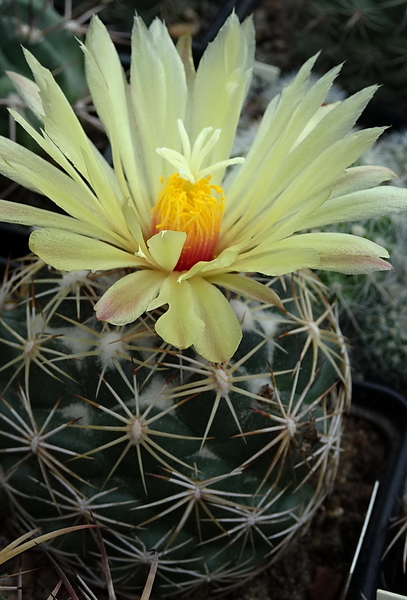 DSC09506Coryphantha palmeri v. pectinata Rio Pecos