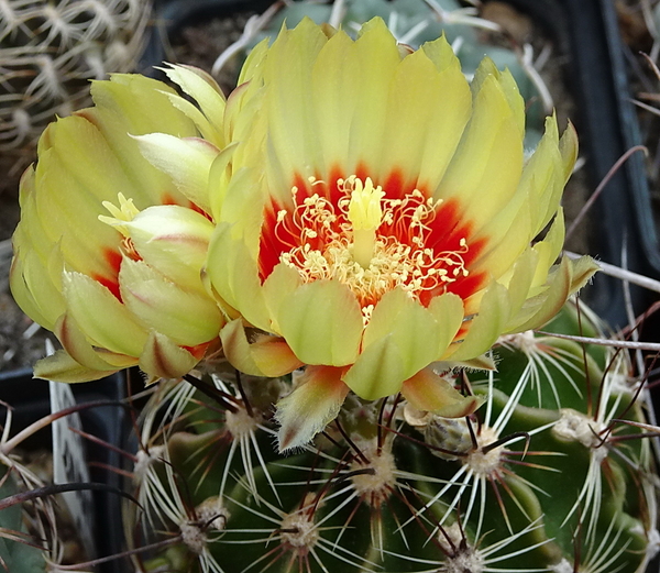 DSC09508Hamatocactus setispinus