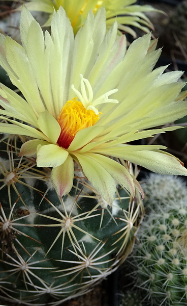 DSC09507Coryphantha palmeri v. pectinata Rio Pecos