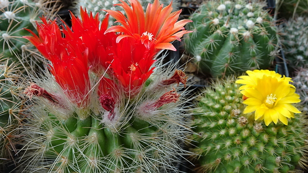 DSC09515Parodia penicillata