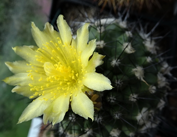 DSC09518Copiapoa humilis