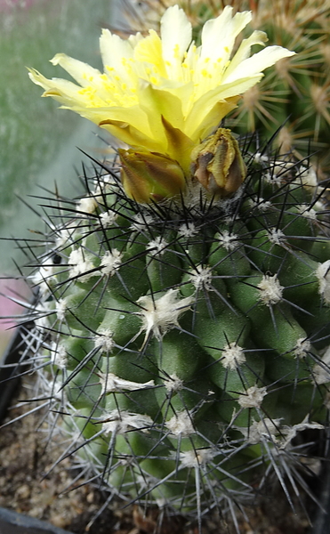 DSC09519Copiapoa humilis