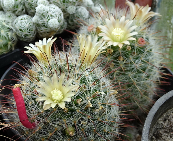 DSC09522Mammillaria eschauzieri