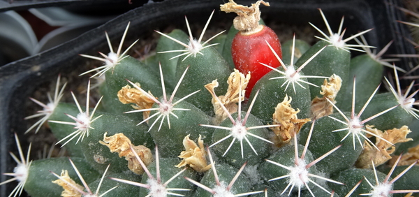 DSC09523Mammillaria tayloriorum