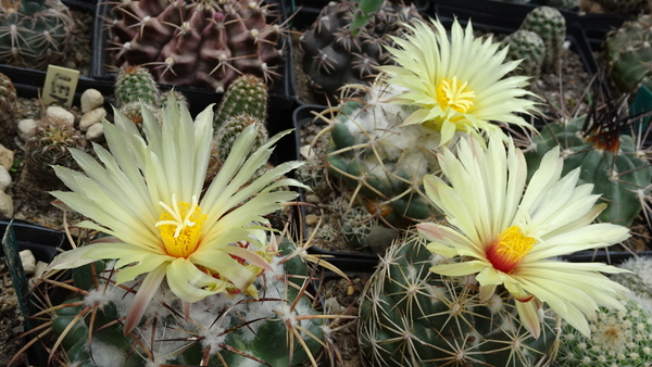 DSC09531Coryphantha sulcolanata, bumamma, palmeri v. pectinata