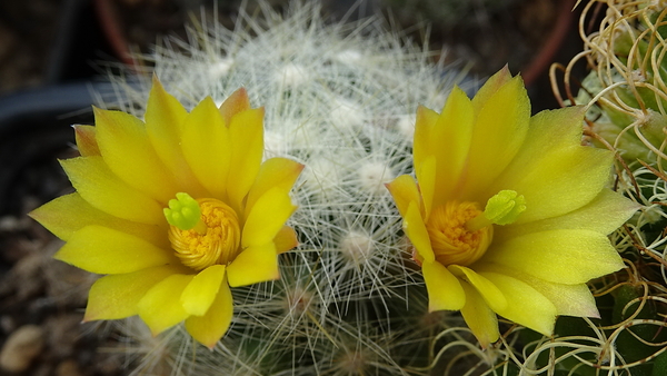 DSC09533Mammillaria baumii