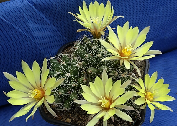 DSC09534Mammillaria sphaerica