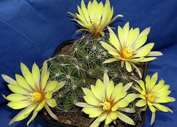 DSC09535Mammillaria sphaerica