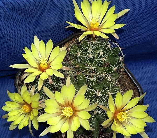 DSC09536Mammillaria sphaerica